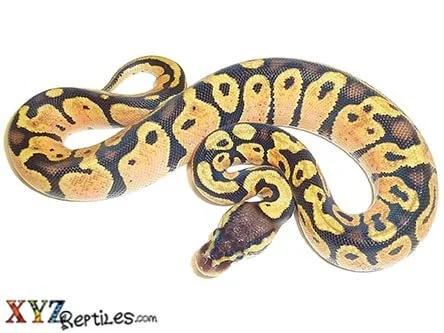 pastel-ball-python-3