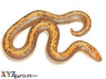 Baby Striped Kenyan Sand Boa