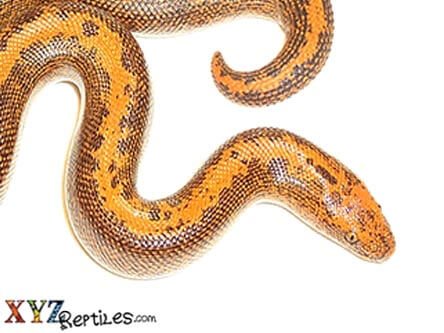 striped-kenyan-sand-boa-2