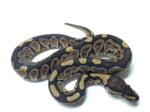 Het Leucistic Russo Ball Python Female Adult