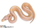 Baby Cinnamon Banana Ball Python
