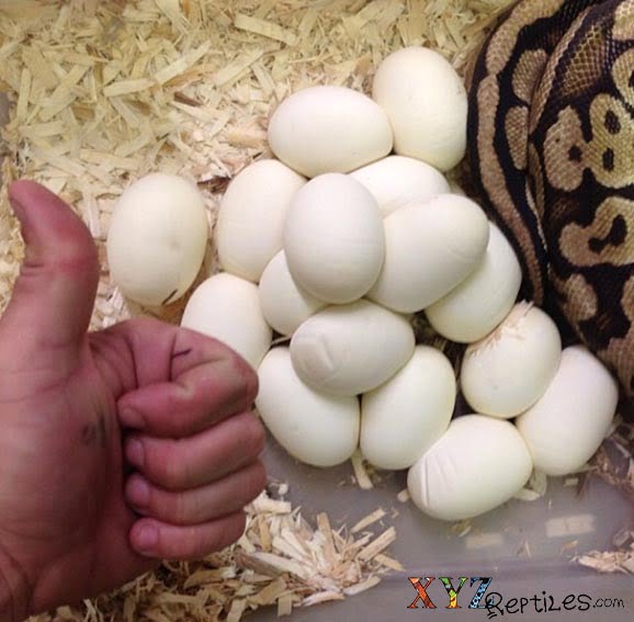 ball python breeding