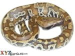 Baby Red Blood Python