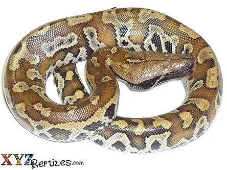 red blood python for sale