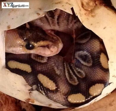Keys to Successfully Breeding Ball Pythons by xyzReptiles