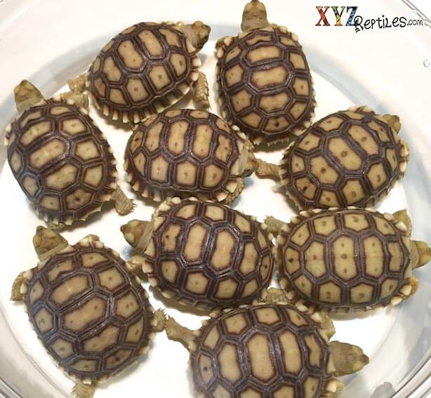 Sulcata Tortoises