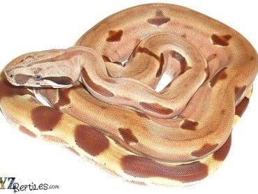 pet-boa-blog-7-14-16-370x278.jpg