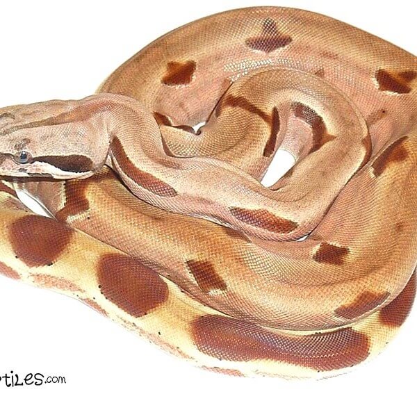 pet-boa-blog-7-14-16-600x567.jpg