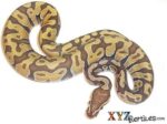 Baby Enchi Orange Ghost Ball Python