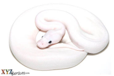 The Many Ways to Make a Black Eyed Lucy Ball Python - XYZReptiles