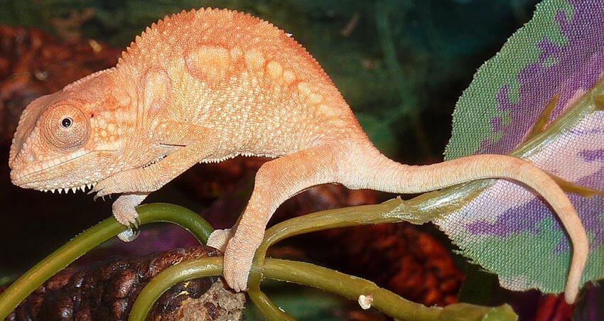 Panther Chameleons as Pets & Their Care by xyzReptiles