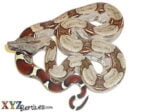 Baby Suriname Boa Constrictor