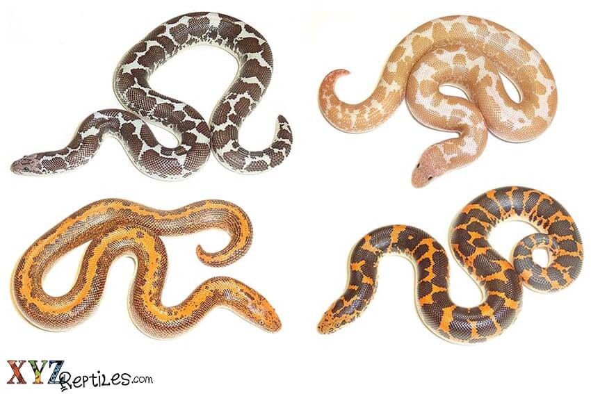 sand boa care