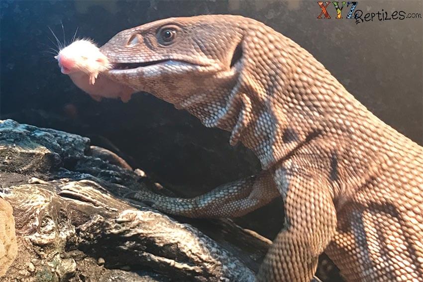 pet lizard