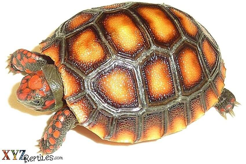 The Red Footed Tortoise As A Pet By Xyzreptiles