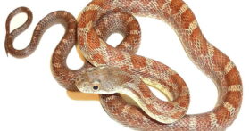 Reason Why Snakes Shed Their Skin