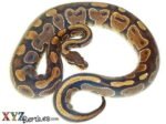 Adult Female Ball Python