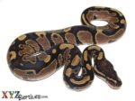 Baby Het Pied Ball Python