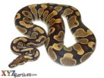 Adult Male Ball Python