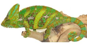 3 Essentials For Any Reptile’s Habitat by xyzReptiles