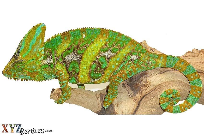 essentials for reptile habitat