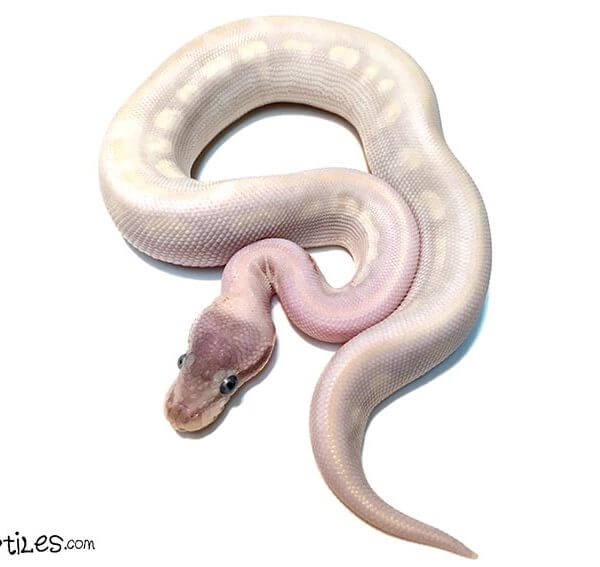 exotic-snakes-blog-6-18-