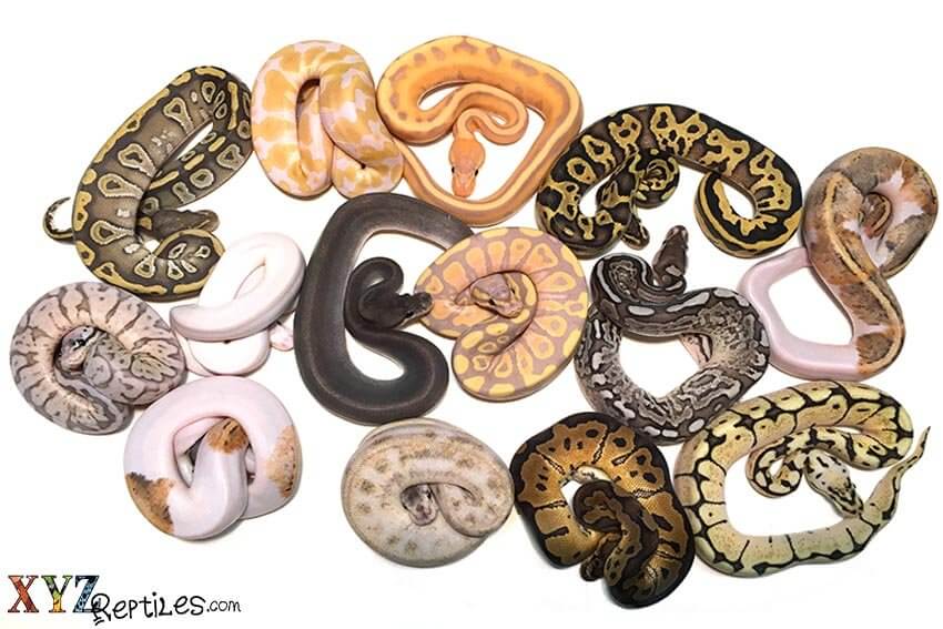 The History Of Ball Python Morphs