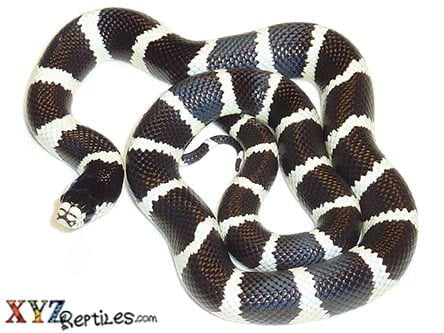 california king snake for sale 3