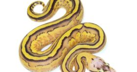 How To Properly Handle Ball Pythons For Sale