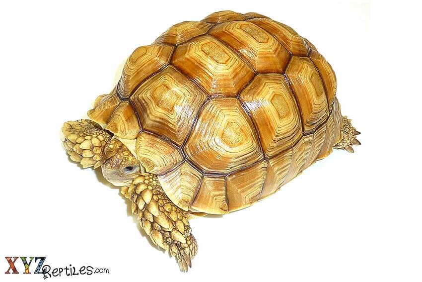 How To Keep Pet Tortoises For Sale Safe And Healthy