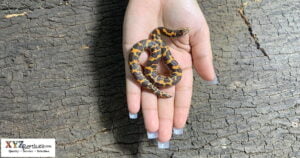 Kenyan-sand-boa-care-by-