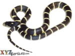 Banded California Kingsnake For Sale