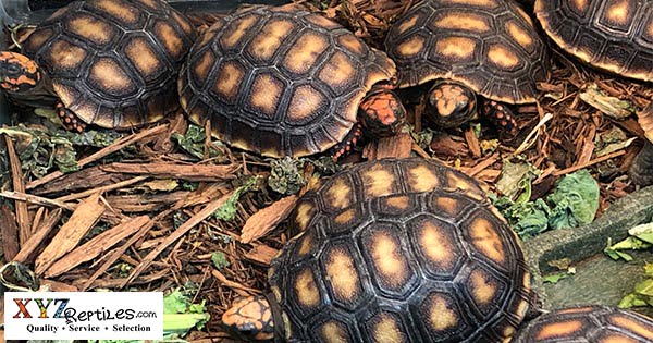 Where can I find a red footed tortoise for sale?