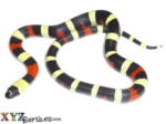 Pueblan Milk Snake For Sale