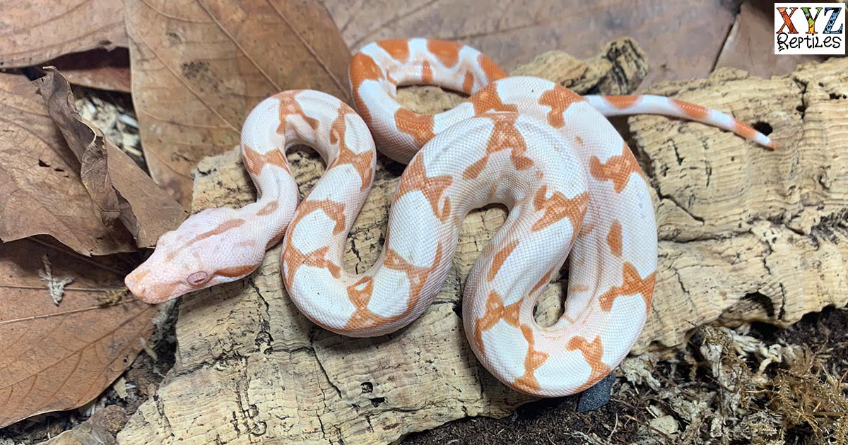 How Big Do Different Species Of Pet Boas For Sale Get?