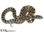 Florida King Snake For Sale