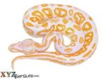 Baby Albino Black Pastel Ball Python