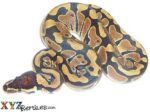 Baby Ball Python For Sale