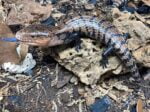Indonesian Blue Tongue Skink