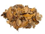 Live Oak Leaf Litter