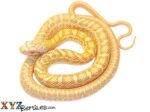 Baby Albino Japanese Rat Snake