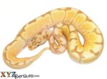 Baby Banana Spider Ball Python
