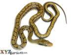Baby Asian Beauty Rat Snake