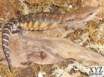 Fancy Northern Blue Tongue Skink For Sale