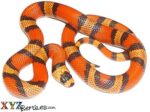 Hypo Honduran Milk Snake For Sale
