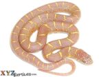 Albino Florida King Snake