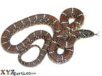 Brooks Kingsnake