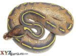Baby Highway Ball Python