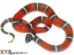 Nelson's Milk Snake For Sale