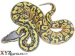 Baby Pastel Ghost Ball Python